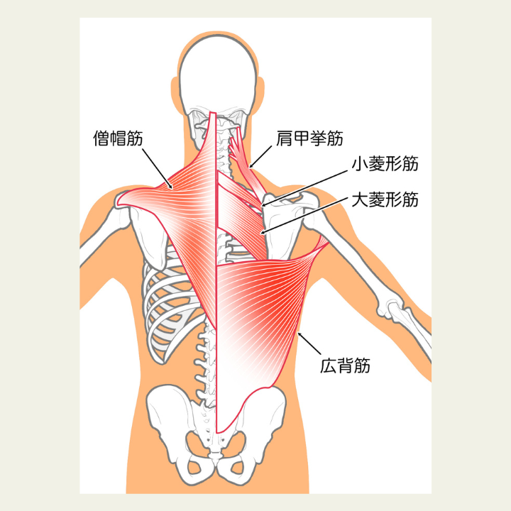 肩甲挙筋・僧帽筋・菱形筋・広背筋の位置を示す背面の骨格図