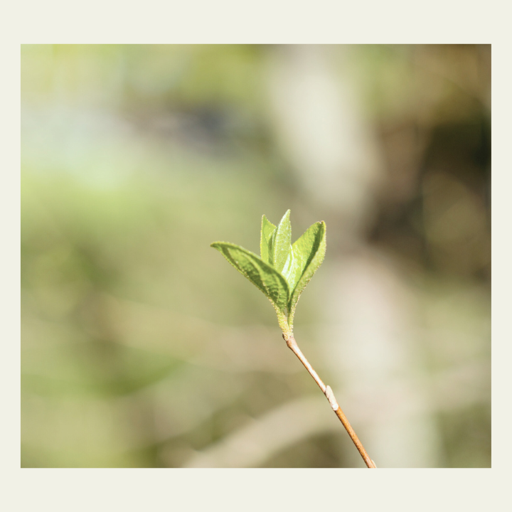 芽吹いた小さな木の芽の写真