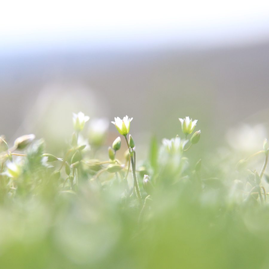同じ種類でも形や向きが異なる自然に咲く小さな花