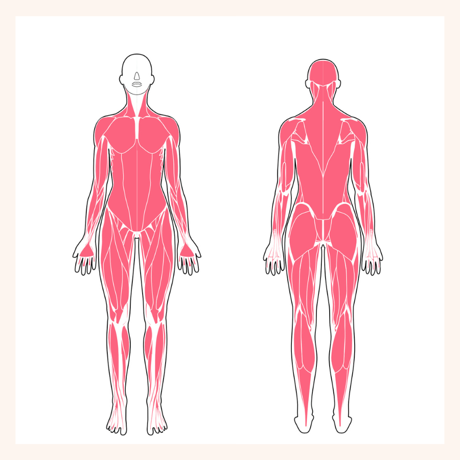 女性の全身の骨格筋を示した図