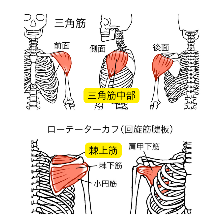三角筋と棘上筋の位置を示した図
