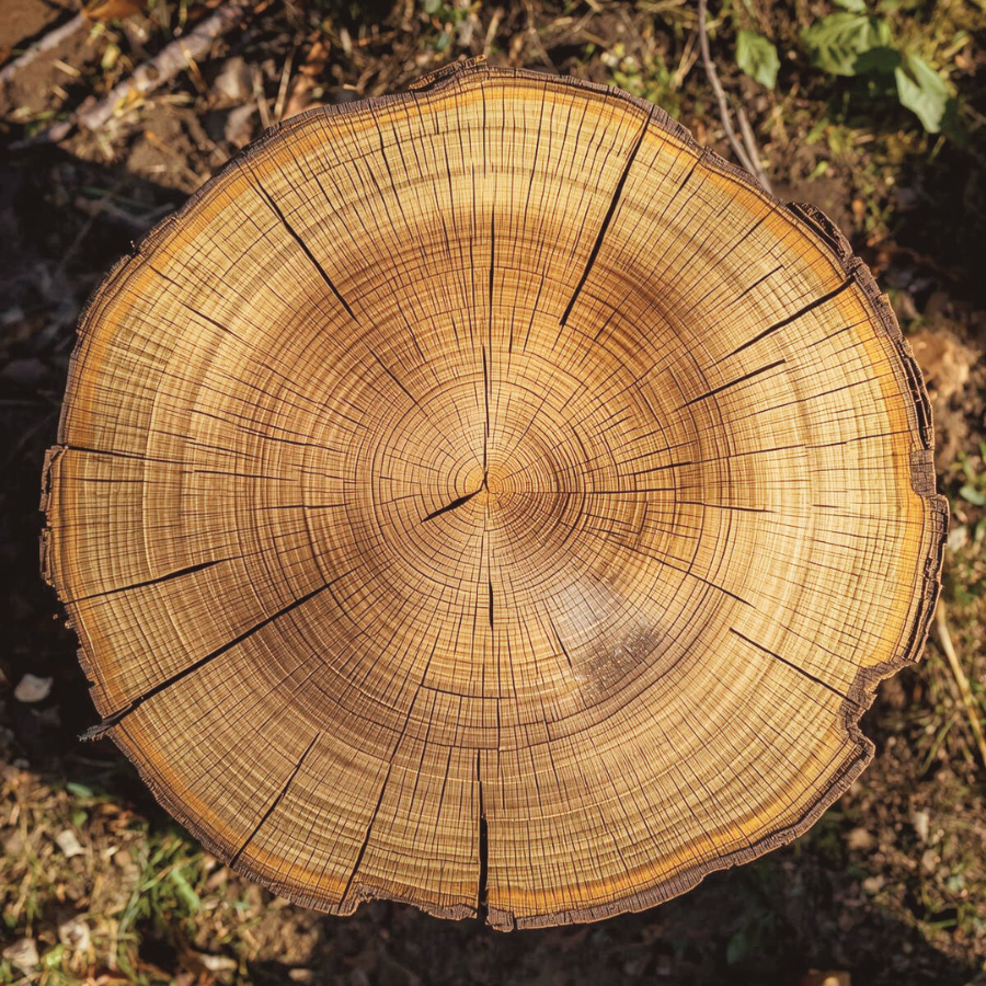 木の年輪のクローズアップ