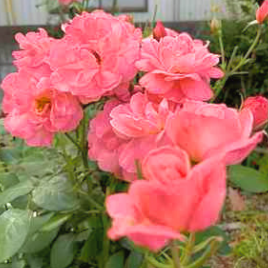 庭に咲いたピンク色のバラの花