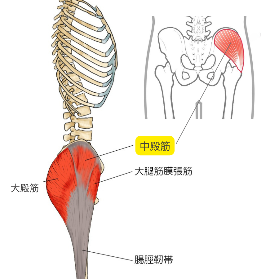 中殿筋の位置を示した解剖学イラスト